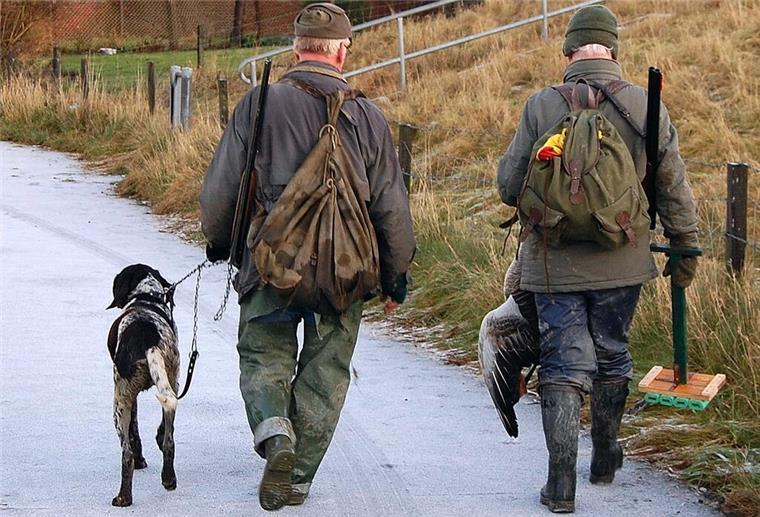 Zwei Gänsejäger mit ihrer Beute im Naturschutzgebiet