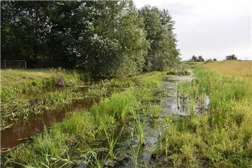 Die Natur hat sich an der Rohr üppig entwickelt. Der künstlich angelegte Walll im Wasser ist längst bewachsen. Bei hohem Wasserstand wird die Auflandung überflutet. Das in der Rohr eingebaute Totholz verringert die Fließgeschwindigkeit.