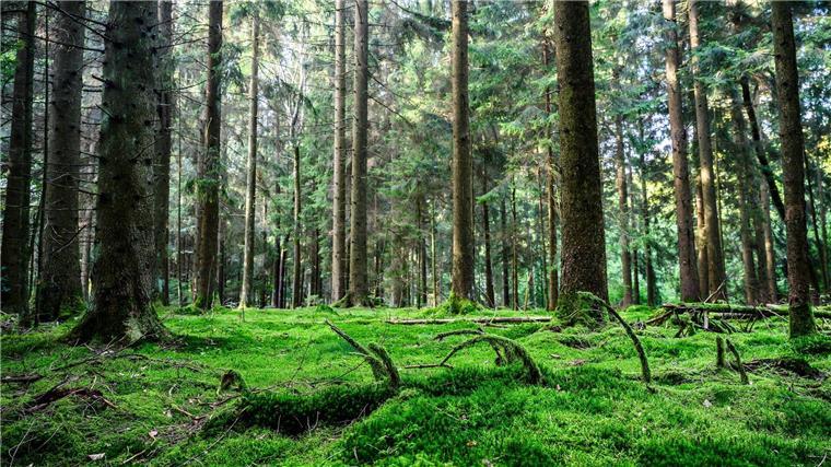 Wildnisgebiet im Solling - Wo die Natur wieder übernimmt Die Natur soll im Solling immer mehr sich selbst überlassen werden.