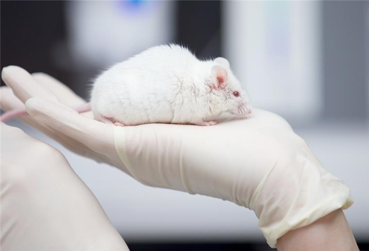 An Ratten und Mäusen werden oft Rohstoffe getestet, die in Kosmetika verwendet werden sollen
