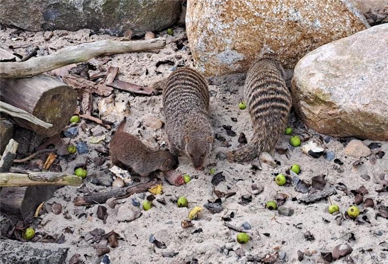 Tierisch gutes Ausflugsziel: Süßen Nachwuchs im Tierpark Cux-Art besuchen Die neuen Zebra-Manugsten im Tierpark Cux-Art haben zügig Nachwuchs bekommen.
