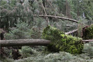 Die niedersächsischen Landesforsten haben vor dem Betreten der Wälder gewarnt. Es könnten Bäume umstürzen und Äste herabfallen.