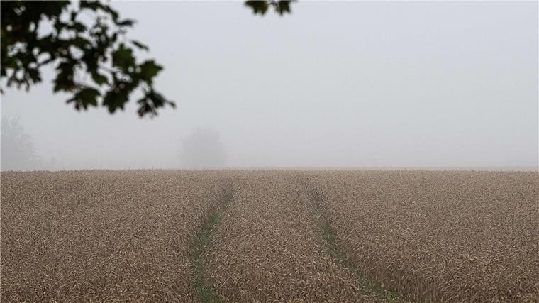 Die niedersächsischen Landwirte befürchten schlechte Erträge bei der Ernte. (Archivfoto)