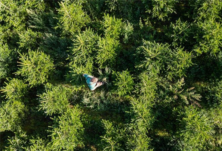 Ein Mann steht auf einer Plantage inmitten von Nordmanntannen.