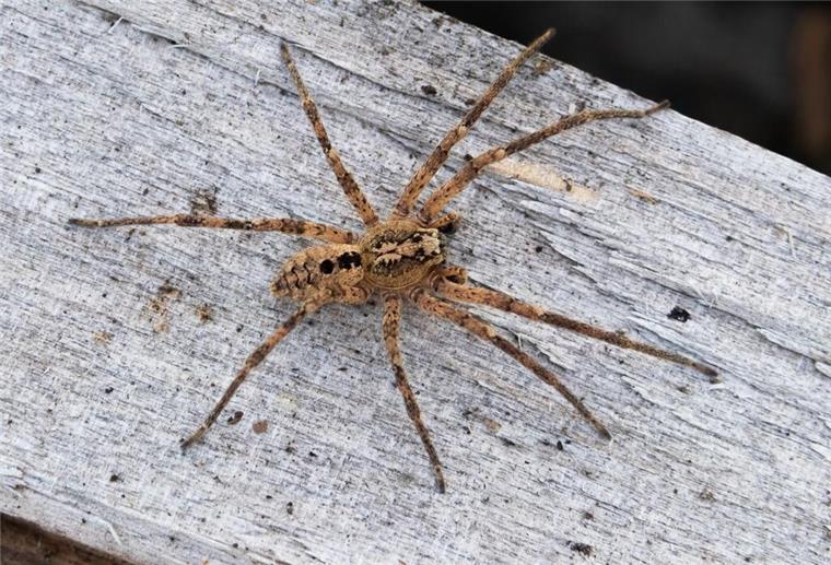Nichts für schwache Nerven: Nosferatu-Spinne in ganz Deutschland verbreitet Die Nosferatu-Spinne erreicht die Spinne eine Körperlänge von bis zu zwei und eine Beinspannweite von etwa fünf Zentimetern.