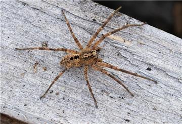 Die Nosferatu-Spinne erreicht die Spinne eine Körperlänge von bis zu zwei und eine Beinspannweite von etwa fünf Zentimetern.