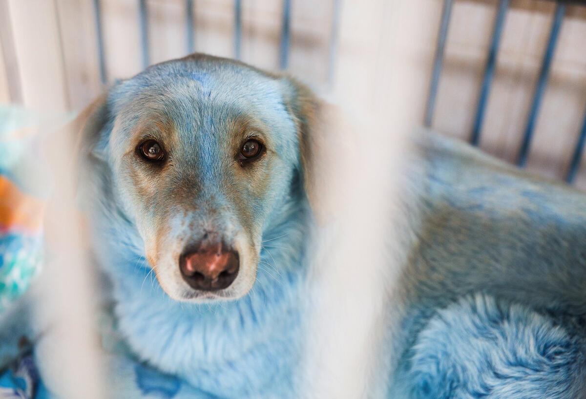 Blaues Fell gibt Rätsel auf: Was ist mit den Tschernobyl-Hunden passiert? Symbolbild für Tschernobyl-Hunde: Ein Hund mit blauen Fell sitzt in einem Käfig.