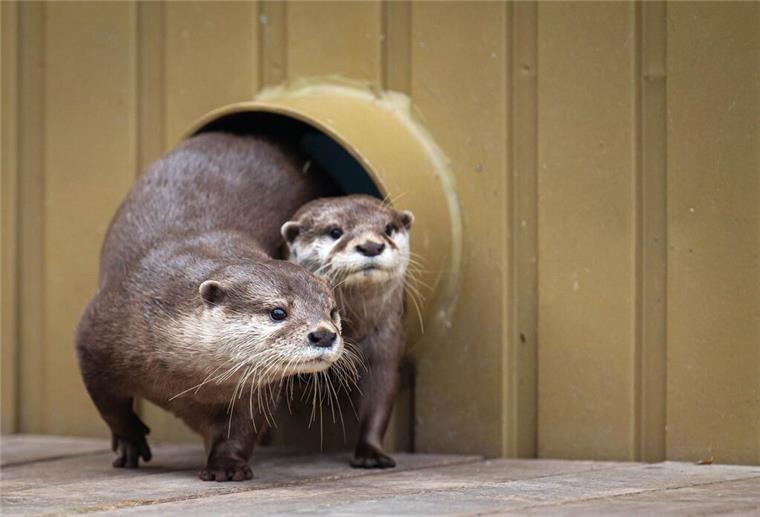 Neue süße Bewohner in der Bremer „Botanika“ (mit Bildergalerie) Zwei Otter erkunden ihr Gehege.