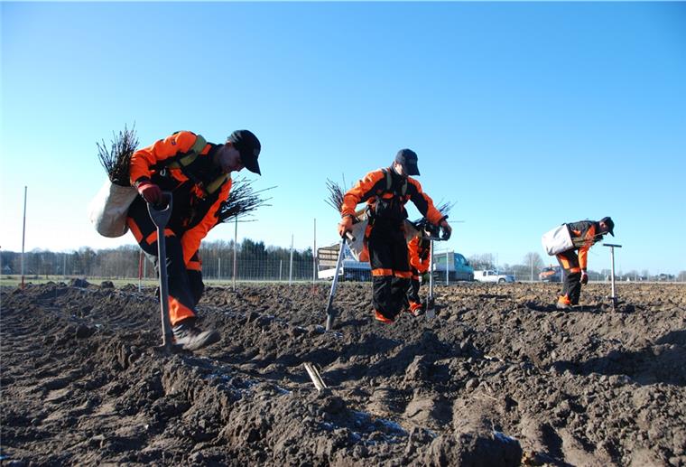 Die Pflanzarbeiten am Langen Berg in Langen haben begonnen. Die beauftragten Facharbeiter haben alle Hände voll zu tun.