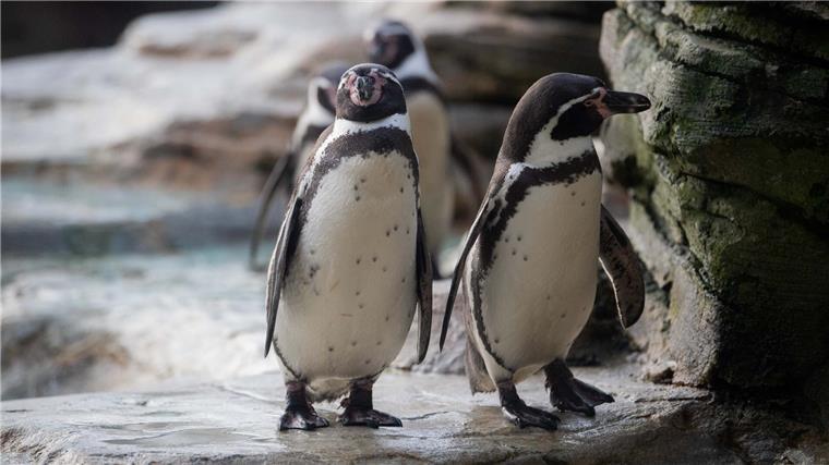 Gewinnen die Fischtown Pinguins den Titel? Tierisches Orakel prophezeit Ergebnis