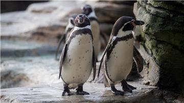 Pinguine im Zoo am Meer in Bremerhaven. 