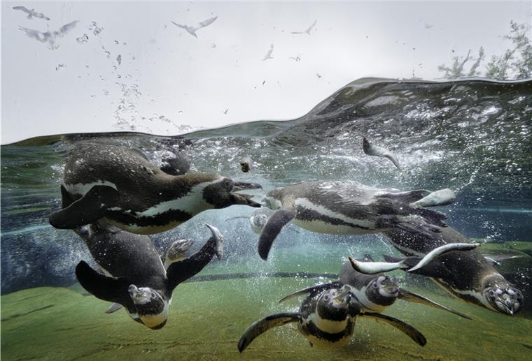 Zoo am Meer: Bremerhavener helfen mit Patenschaften Die Pinguine sind die beliebtesten Patentiere im Zoo am Meer.