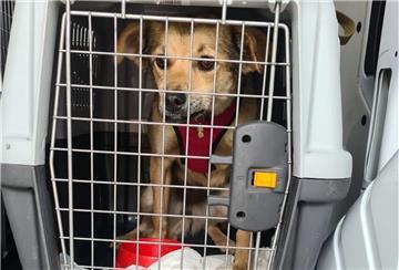 Die Polizei Bremen hat fünf Hundewelpen gerettet.