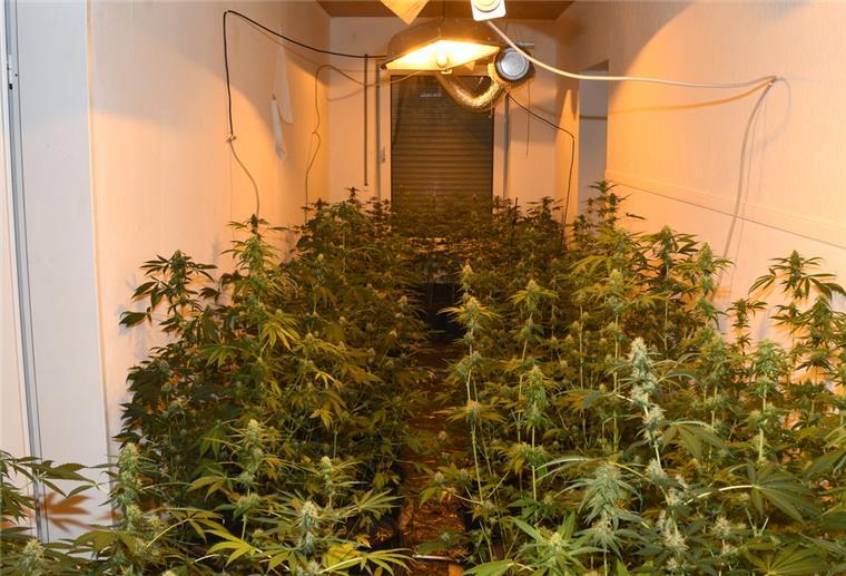 Cannabis-Plantage in Midlum