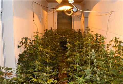 Cannabis-Plantage in Midlum