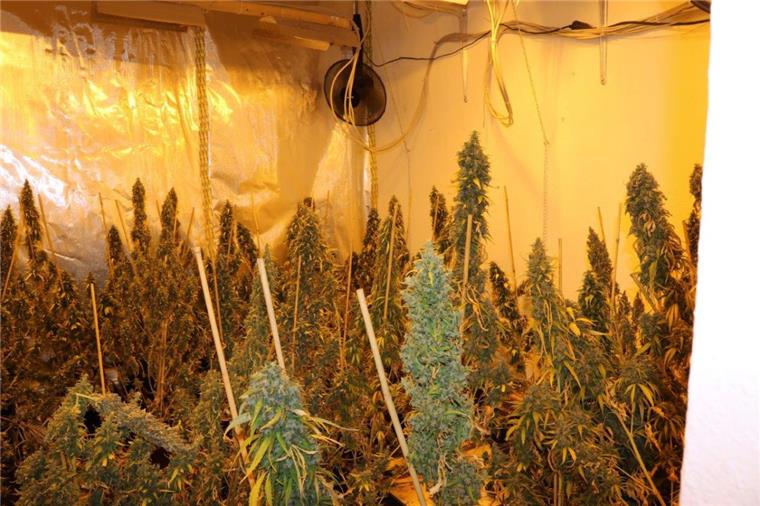 Die Polizei hat in Bremen eine Plantage mit gut 400 Cannabispflanzen ausgehoben.
