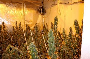 Die Polizei hat in Bremen eine Plantage mit gut 400 Cannabispflanzen ausgehoben.