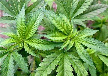 Die Polizei hat in Schwanewede eine Drogenplantage entdeckt.