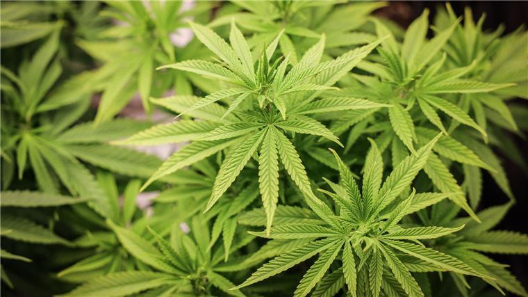 Die Polizei hat rund 1.200 Cannabispflanzen in einem leerstehenden Haus in Bad Harzburg entdeckt. (Symbolbild)