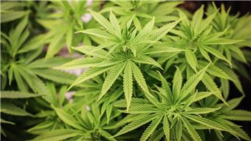 Die Polizei hat rund 1.200 Cannabispflanzen in einem leerstehenden Haus in Bad Harzburg entdeckt. (Symbolbild)