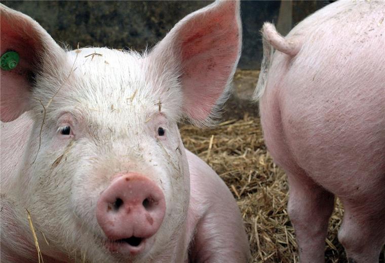 Die Polizei hat zwei überladene Schweinetransporter aus dem Verkehr gezogen.