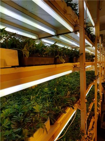 Die Polizei in Bremen hat eine große Drogenplantage entdeckt. 