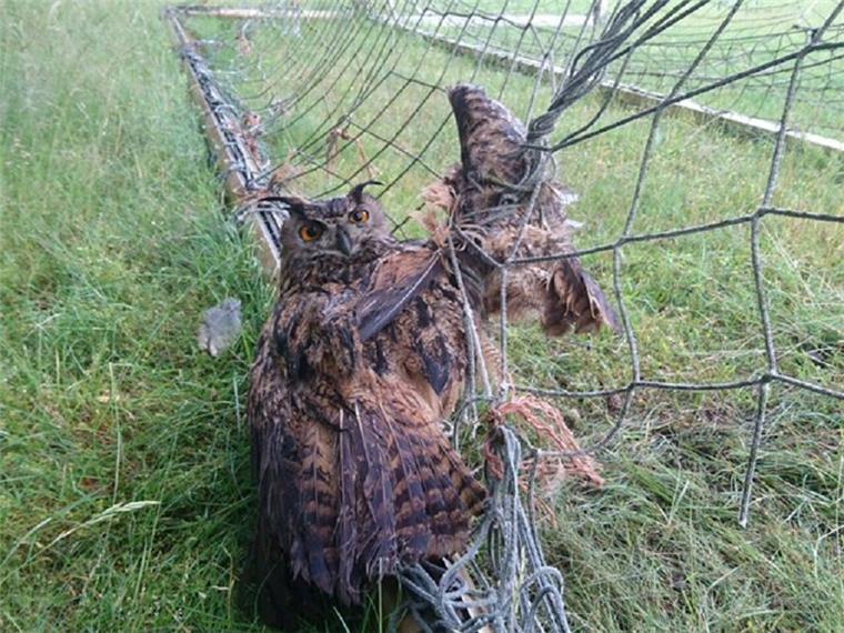 Die Polizei in Lüneburg hat ein Uhu gerettet. Der Vogel hatte sich im Netz eines Fußballtores verheddert. 