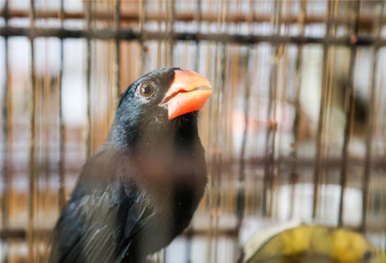 Ein Papagei sitzt in einem Käfig. Die Polizei in Rio de Janeiro hat bei der bislang „größten Operation gegen illegalen Tierhandel in Brasilien“ über 700 Wildtiere gerettet. 