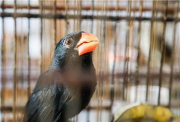 Ein Papagei sitzt in einem Käfig. Die Polizei in Rio de Janeiro hat bei der bislang „größten Operation gegen illegalen Tierhandel in Brasilien“ über 700 Wildtiere gerettet. 