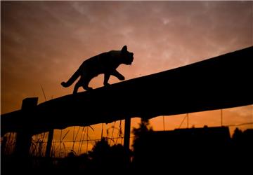Die Polizei muss in Bremerhaven-Geestemünde eine verletzte Katze auf ungewöhnliche Art einfangen.