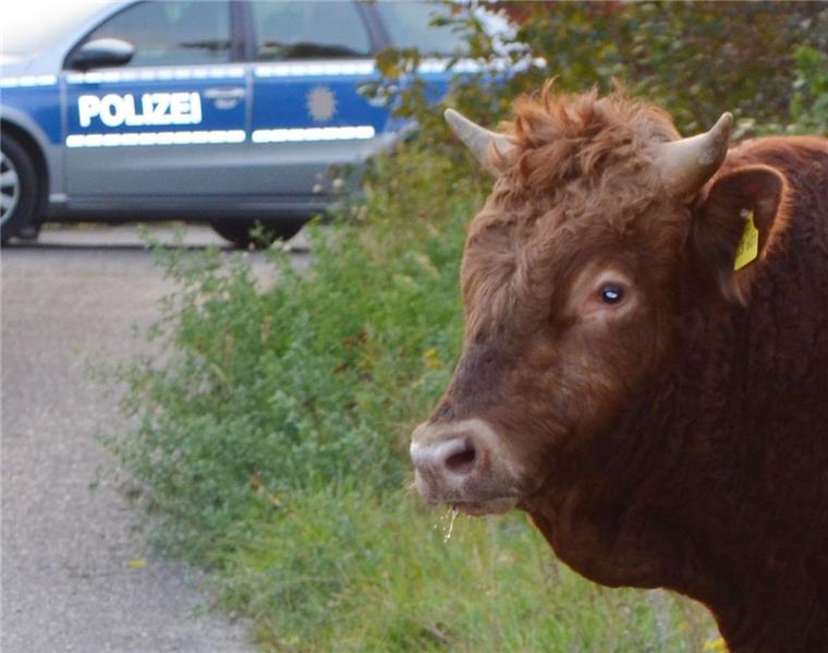 Aggressiver Bulle läuft durch Bremen Die Polizei musste in Bremen einen Bullen einfangen. Das Foto stammt nicht von der Aktion.