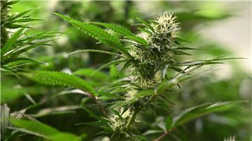 Die Polizei stellte unter anderem 25 Kilogramm Cannabis sicher. (Symbolbild)
