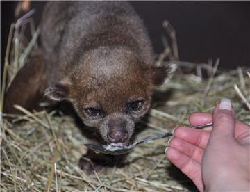 Die possierliche Wickelbärin Elsa lässt sich für Leckereien gern wecken und schleckt schnell und dabei genussvoll schmatzend die Obstbreileckerei vom hingehaltenen Löffel.
