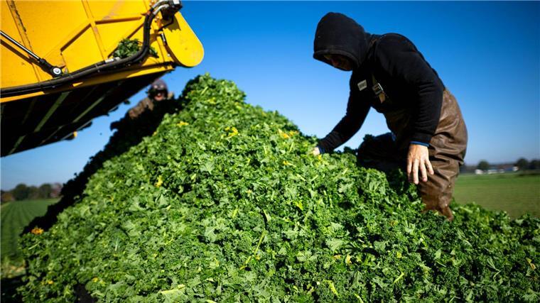 Die Prognose für diese Saison ist aus Sicht der Landwirtschaftskammer hervorragend.