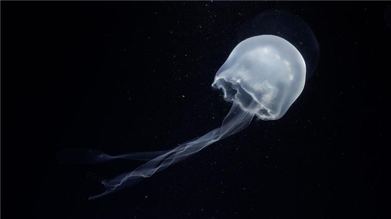 Die Quallen sind Nachzuchten aus dem Aquarium Berlin.