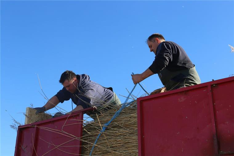 Reetschneider "hochzufrieden" mit der Reeternte an der Weser Die Reeternte ist auch heute noch ein Knochenjob. An der Weser haben die Reetschneider eine lange Tradition.