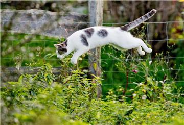 Eine Katze springt in einem Garten ins Gebüsch.