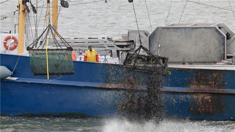 Muschelzüchter blicken optimistisch auf die Saison 2023 Die Reste eines Miesmuschelfangs werden zurück in die Nordsee geworfen.