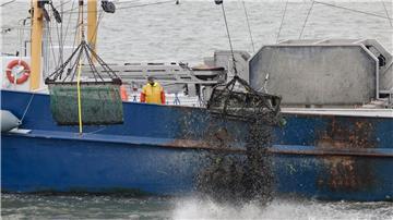 Die Reste eines Miesmuschelfangs werden zurück in die Nordsee geworfen.