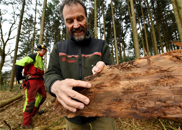 Der Borkenkäfer macht dem Cuxland zu schaffen Die Rinde musste runter vom Fichtenstamm: Der Borkenkäfer hat im Holzurburger Wald in Geestland seine Spuren hinterlassen. Revierförster Dieter Röhnisch weist auf den ungeliebten Waldbewohner hin.