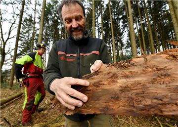 Die Rinde musste runter vom Fichtenstamm: Der Borkenkäfer hat im Holzurburger Wald in Geestland seine Spuren hinterlassen. Revierförster Dieter Röhnisch weist auf den ungeliebten Waldbewohner hin.