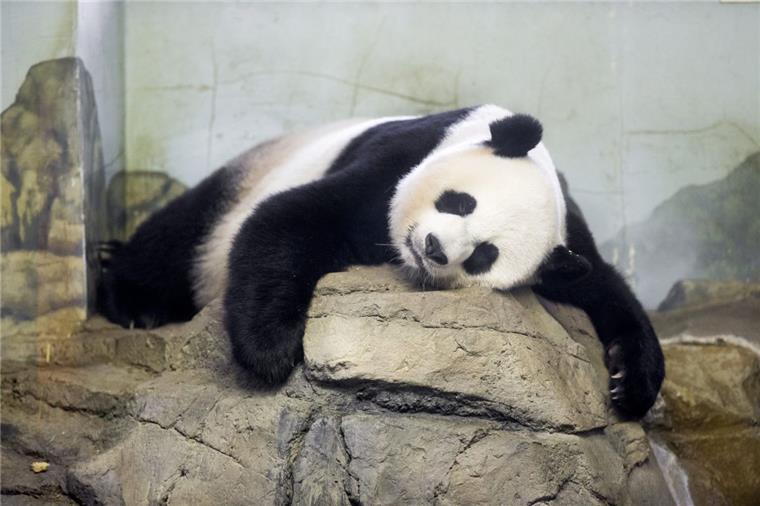 Was müde Pandas munter macht Die Ruhe vor dem (Schnee-) Sturm.