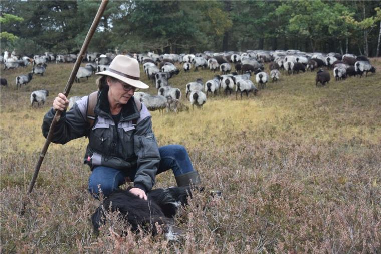 Die Schäferin Sabine Klatt und ihr Border Collie Hektor sind ein unschlagbares Team. 