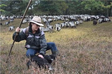 Die Schäferin Sabine Klatt und ihr Border Collie Hektor sind ein unschlagbares Team. 