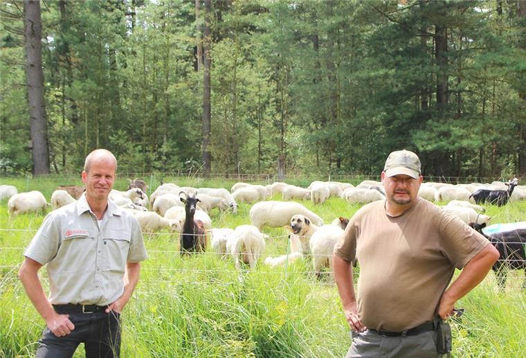 Schaf und Ziegen beweiden das Naturschutzgebiet „Holzurburg am Bederkesaer See“.