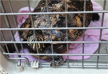 Die Schildkröte kann vom Tierheim an einen geeigneten Haltet gegeben werden.