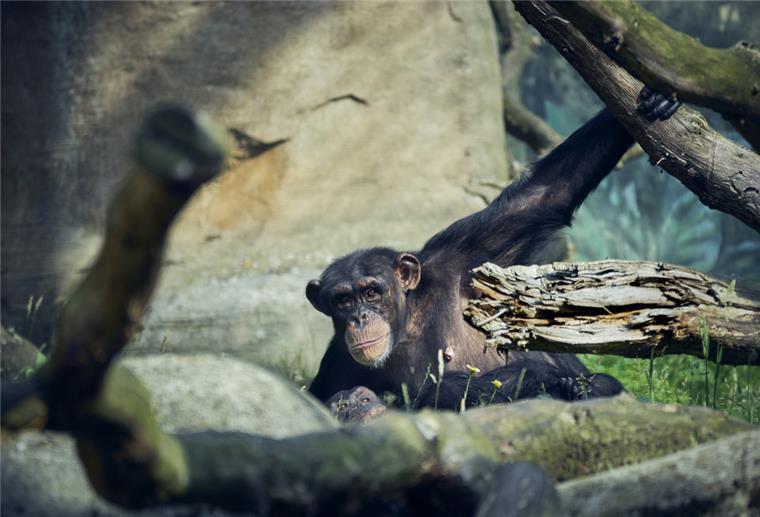 Schimpansen Zoo am Meer Bremerhaven