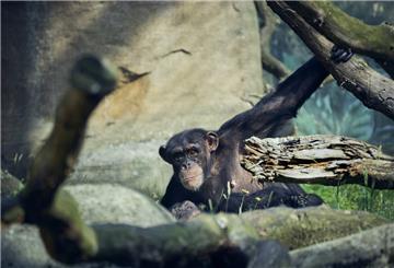 Schimpansen Zoo am Meer Bremerhaven