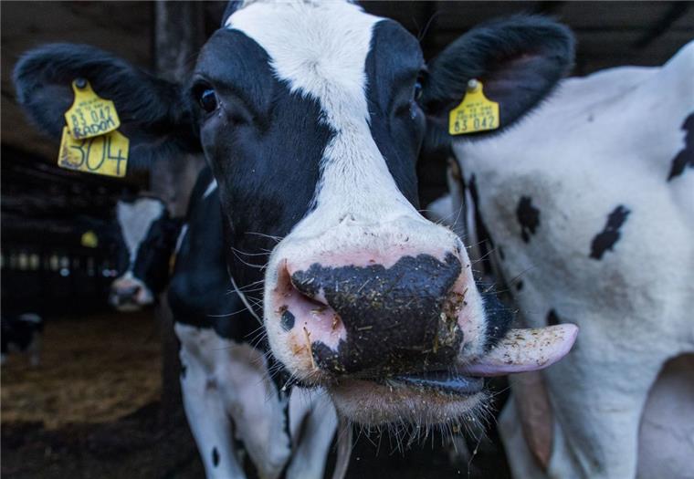 Die schlechten Milchpreise haben in Niedersachsen zu einem Rückgang der Bauern geführt. 