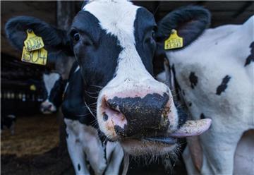 Die schlechten Milchpreise haben in Niedersachsen zu einem Rückgang der Bauern geführt. 